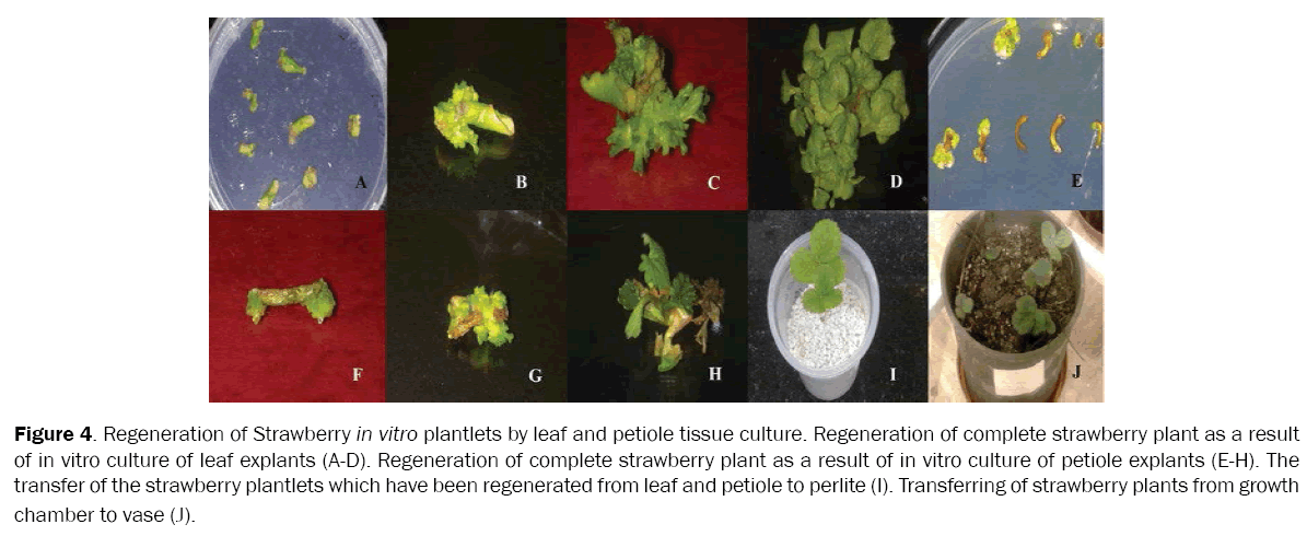 botanical-sciences-Regeneration-Strawberry