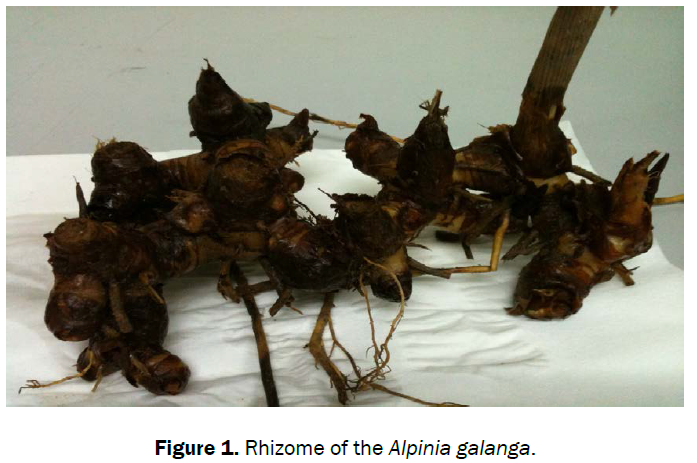 botanical-sciences-Rhizome-Alpinia-galanga