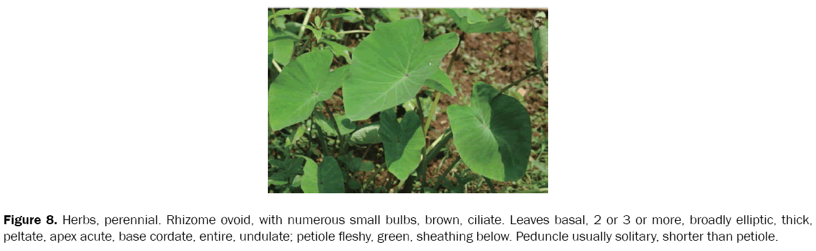 botanical-sciences-Rhizome-ovoid