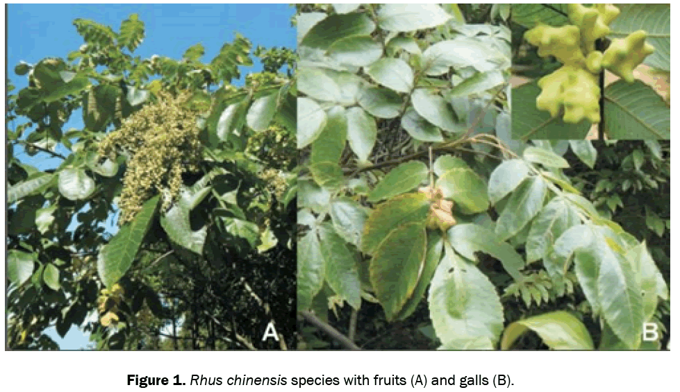 botanical-sciences-Rhus-chinensis