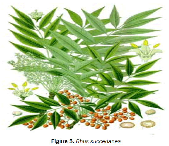 botanical-sciences-Rhus-succedanea