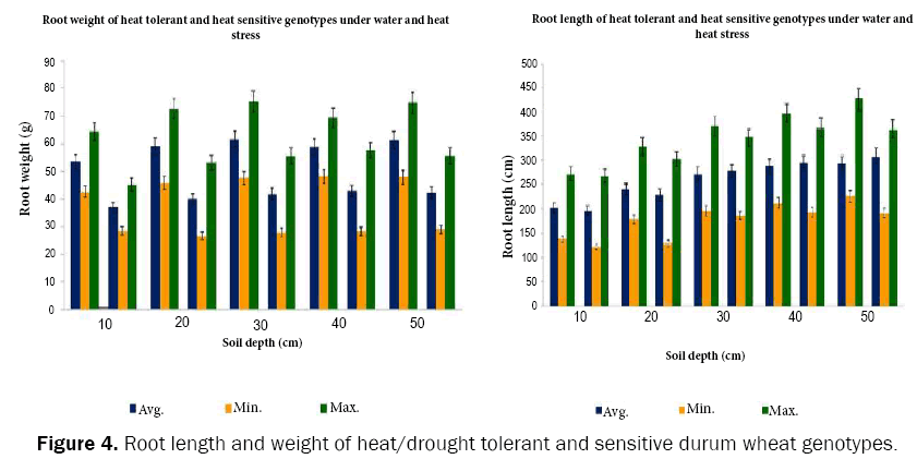 botanical-sciences-Root-length-drought-sensitive