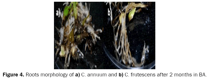 botanical-sciences-Roots-morphology