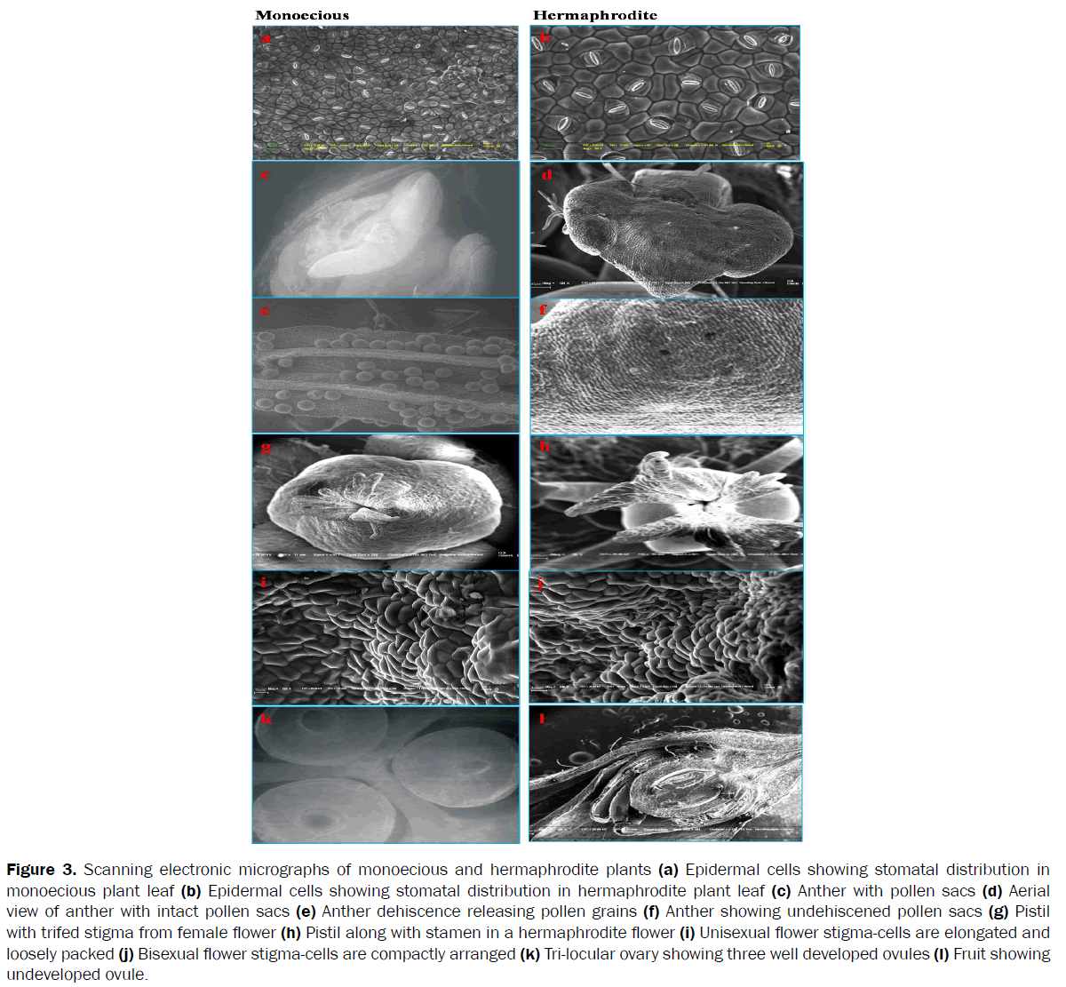 botanical-sciences-Scanning-electronic