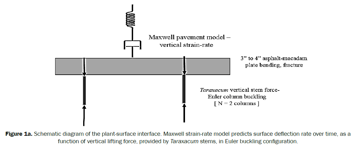 botanical-sciences-Schematic-diagram-plant-surface