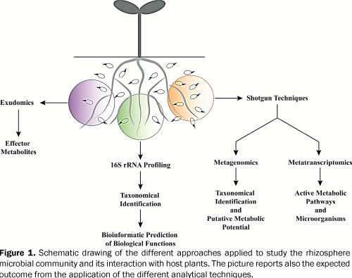 Schematic-drawing-rhizosphere