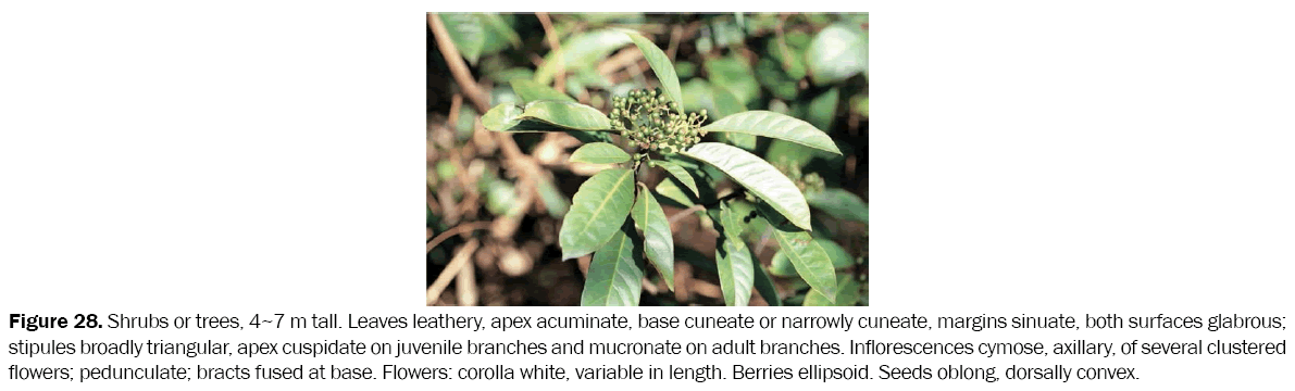 botanical-sciences-Shrubs-trees