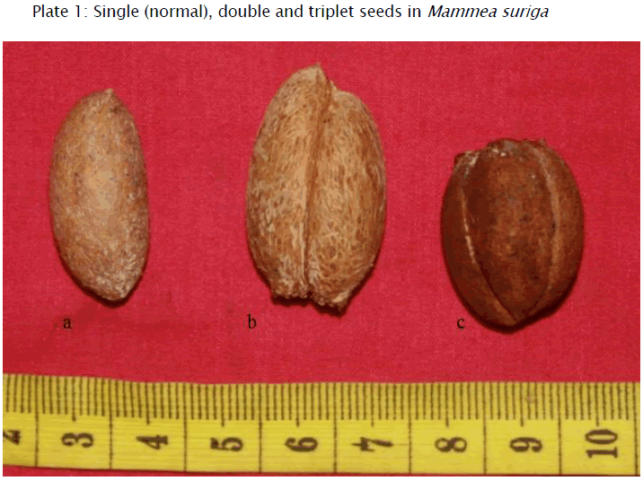 botanical-sciences-Single-triplet-seeds