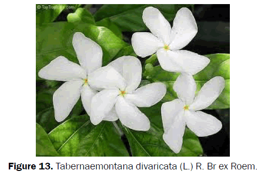 botanical-sciences-Tabernaemontana-divaricata-Roem