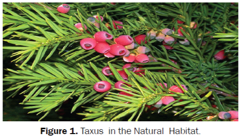 Taxus-Natural-Habitat