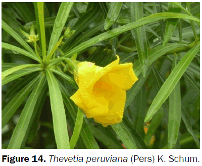 botanical-sciences-Thevetia-peruviana-Schum