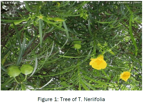 botanical-sciences-Tree-Neriifolia