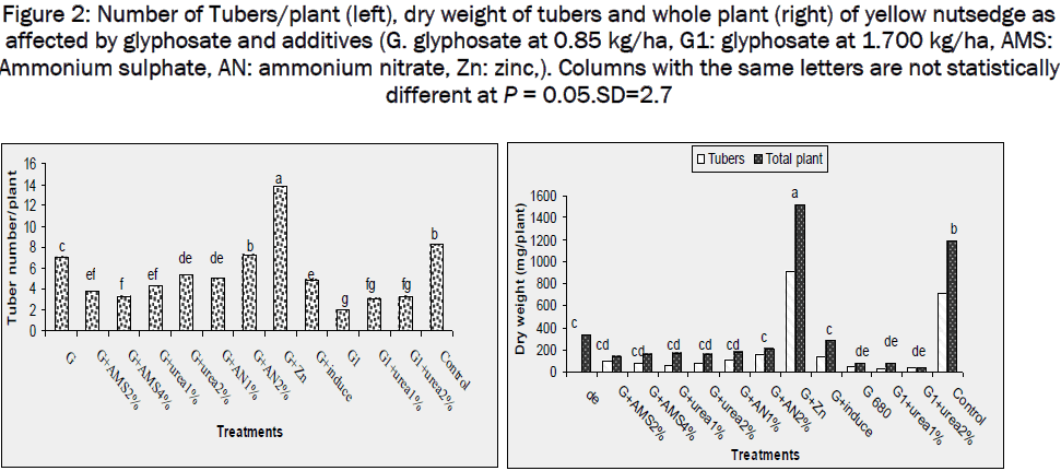 botanical-sciences-Tubers-weight-plant