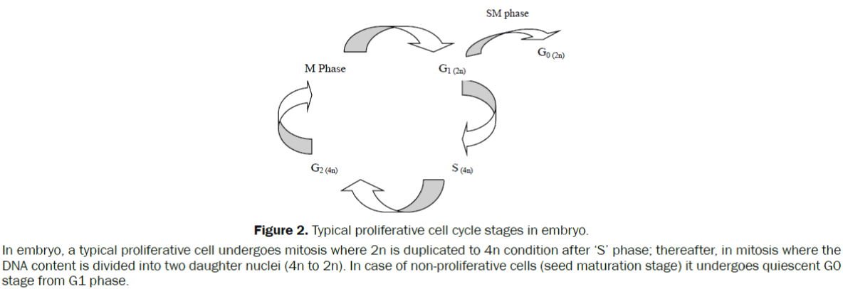 Typical-proliferative-cell