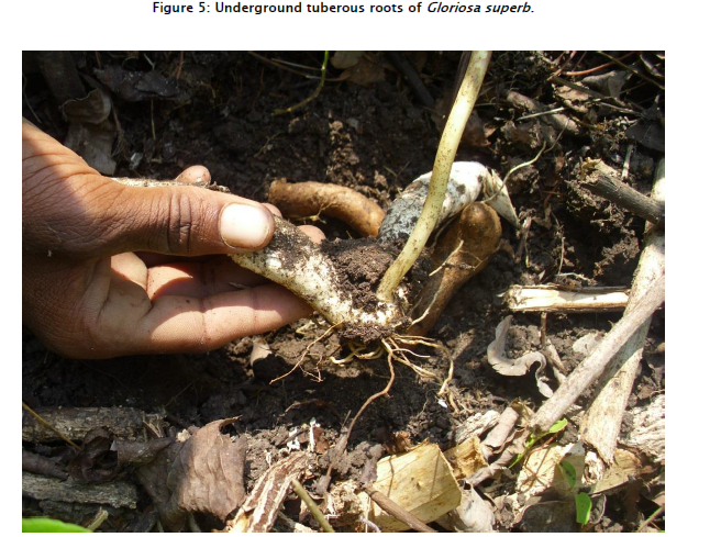 botanical-sciences-Underground-tuberous-roots