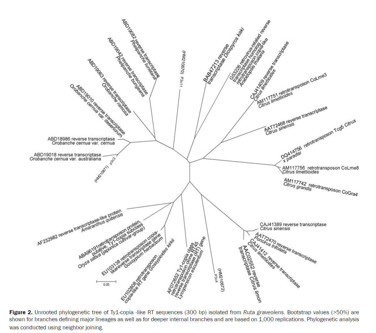 botanical-sciences-Unrooted-phylogenetic