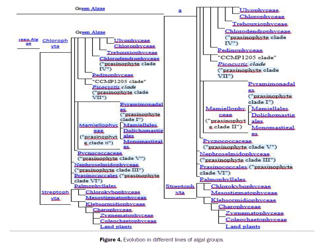 botanical-sciences-algal-groups