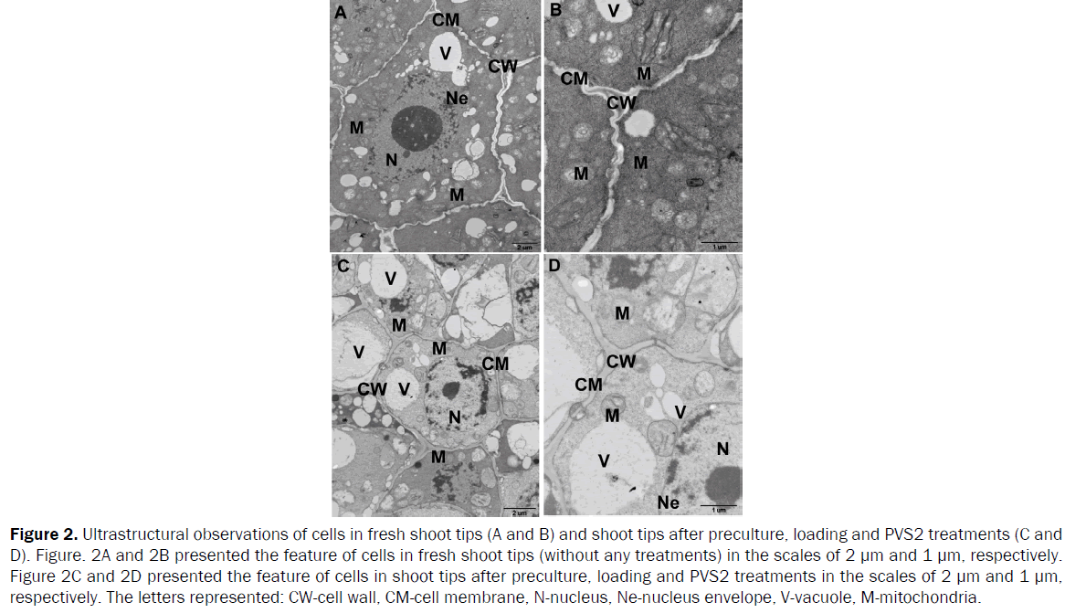 botanical-sciences-amino-acid-Ultrastructural-observations