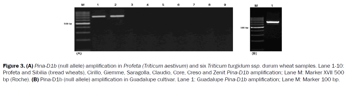 botanical-sciences-amplification-Profeta