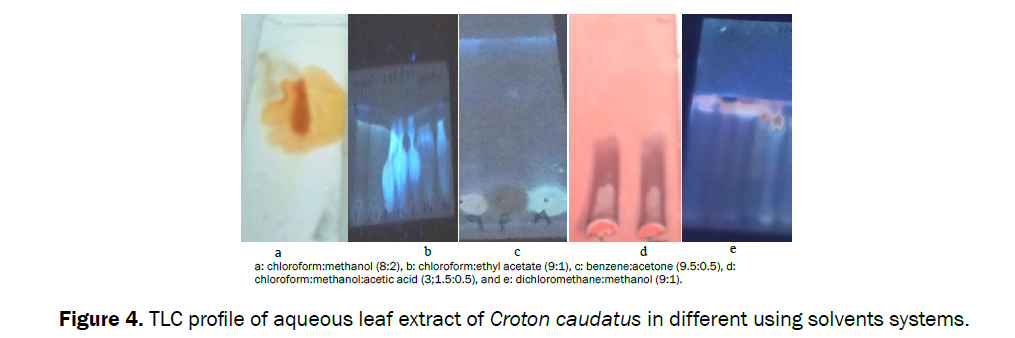 botanical-sciences-aqueous-leaf-extract