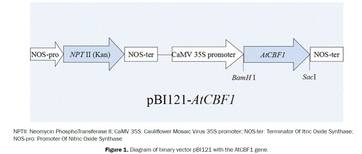 botanical-sciences-binary-vector-pBI121