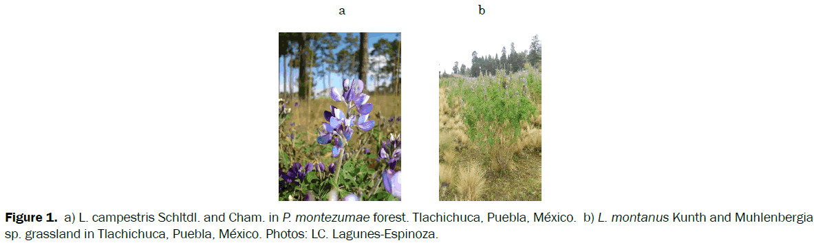 botanical-sciences-campestris-Schltdl-Cham