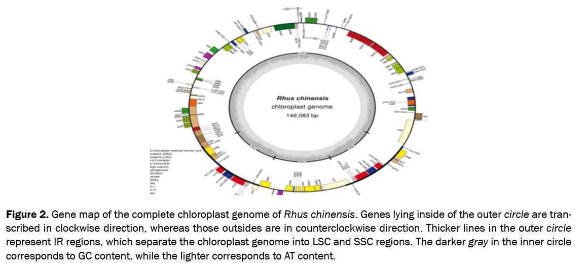 botanical-sciences-chloroplast-genome