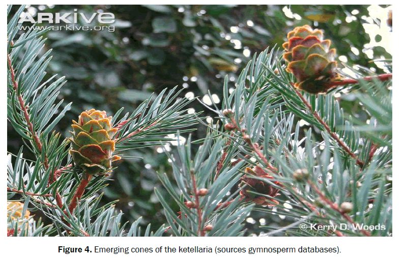 botanical-sciences-emerging-cones