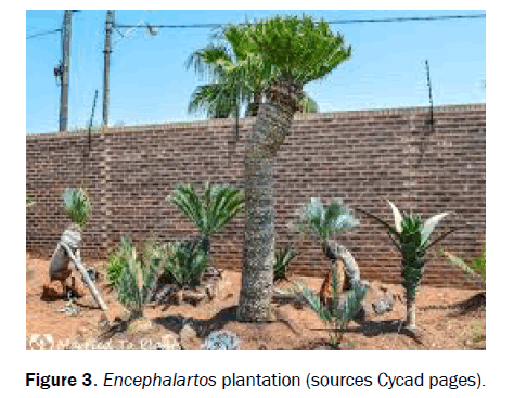 botanical-sciences-encephalartos-plantation