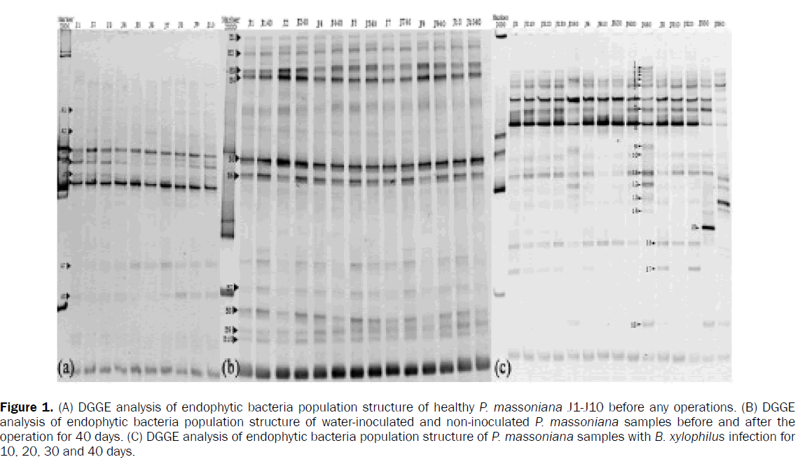 botanical-sciences-endophytic-bacteria