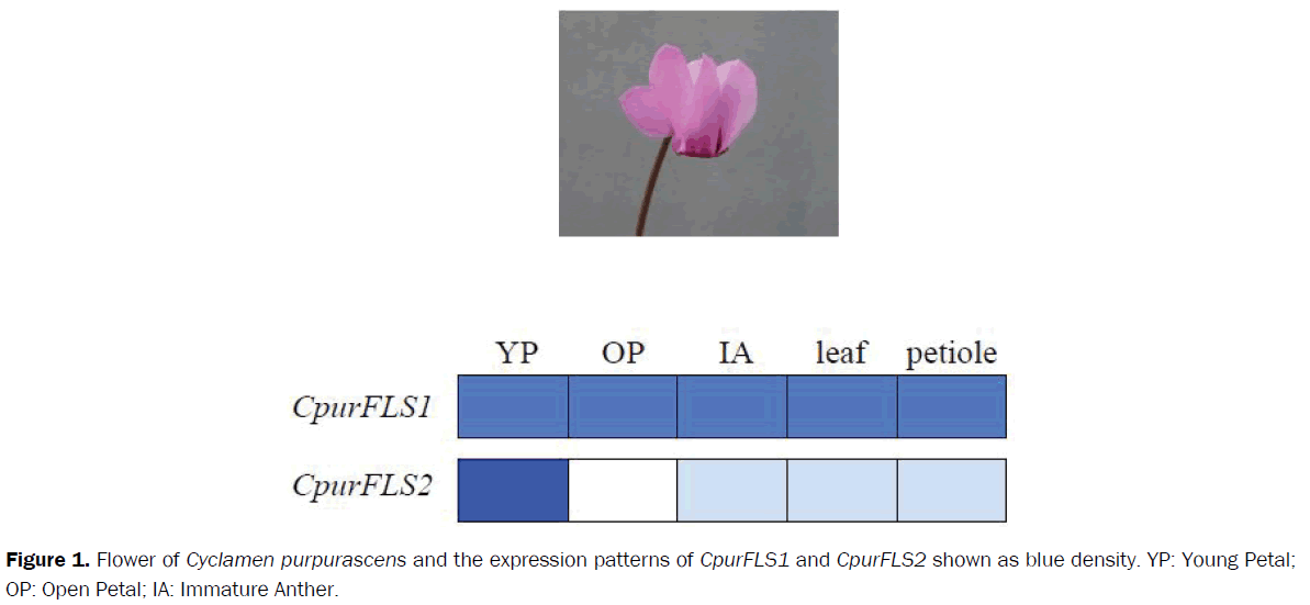 botanical-sciences-expression-patterns