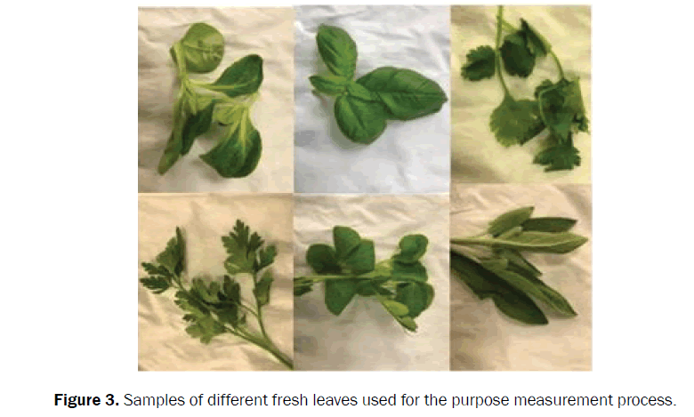 botanical-sciences-fresh-leaves