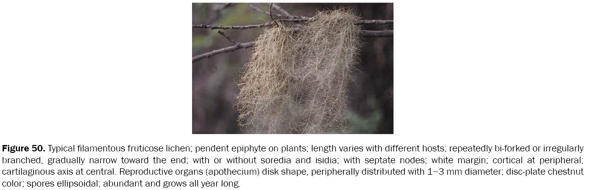 botanical-sciences-fruticose-lichen