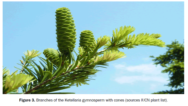 botanical-sciences-gymnosperm