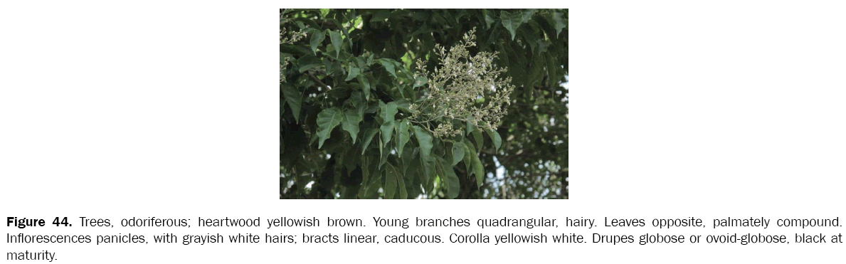 botanical-sciences-heartwood-yellowish