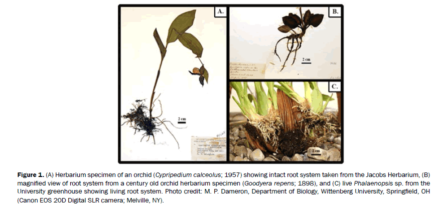 botanical-sciences-herbarium-specimen