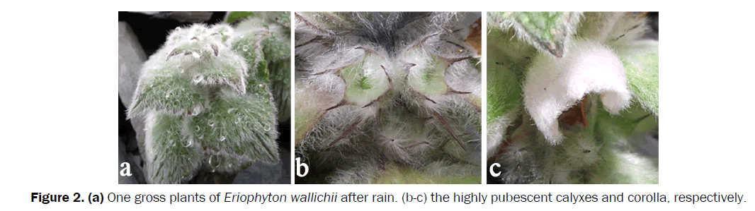 botanical-sciences-highly-pubescent-calyxes