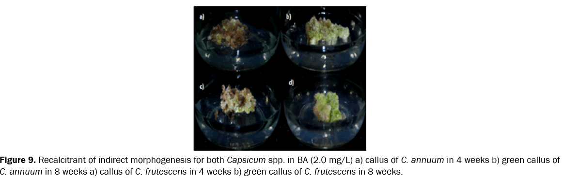 botanical-sciences-indirect-morphogenesis