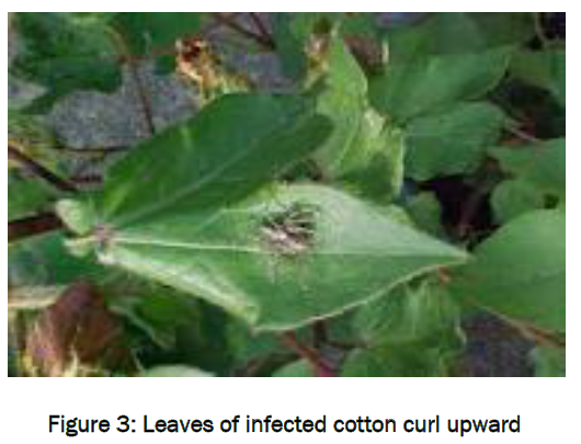 botanical-sciences-infected-cotton-curl-upward