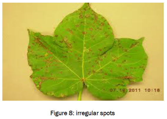 botanical-sciences-irregular-spots