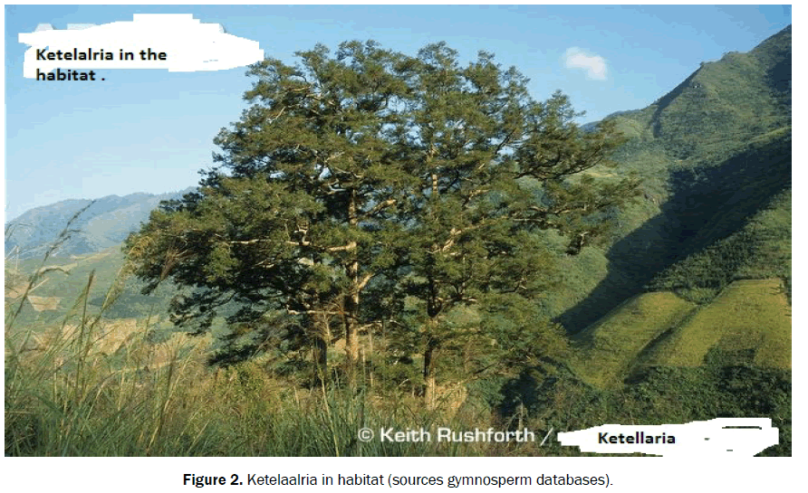 botanical-sciences-ketelaalria-habitat