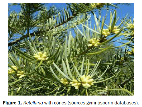 botanical-sciences-ketellaria-cones