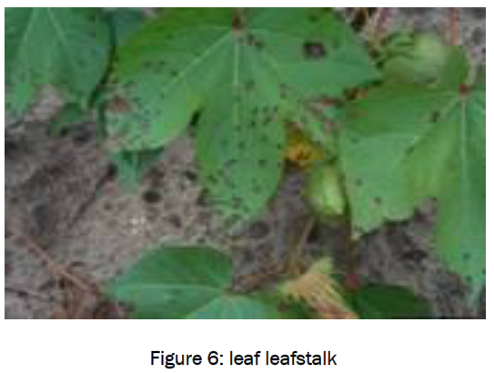 botanical-sciences-leaf-leafstalk