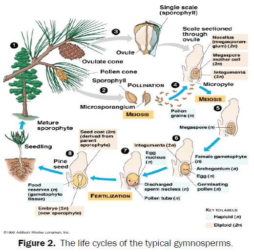 life-typical-gymnosperms