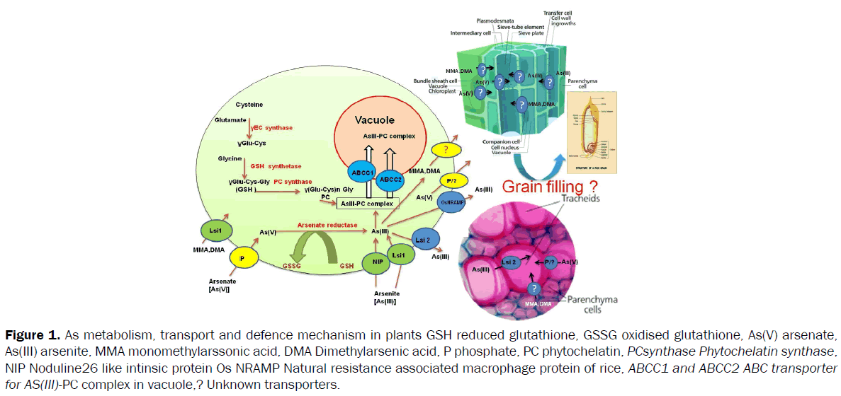 botanical-sciences-metabolism-defence-glutathione