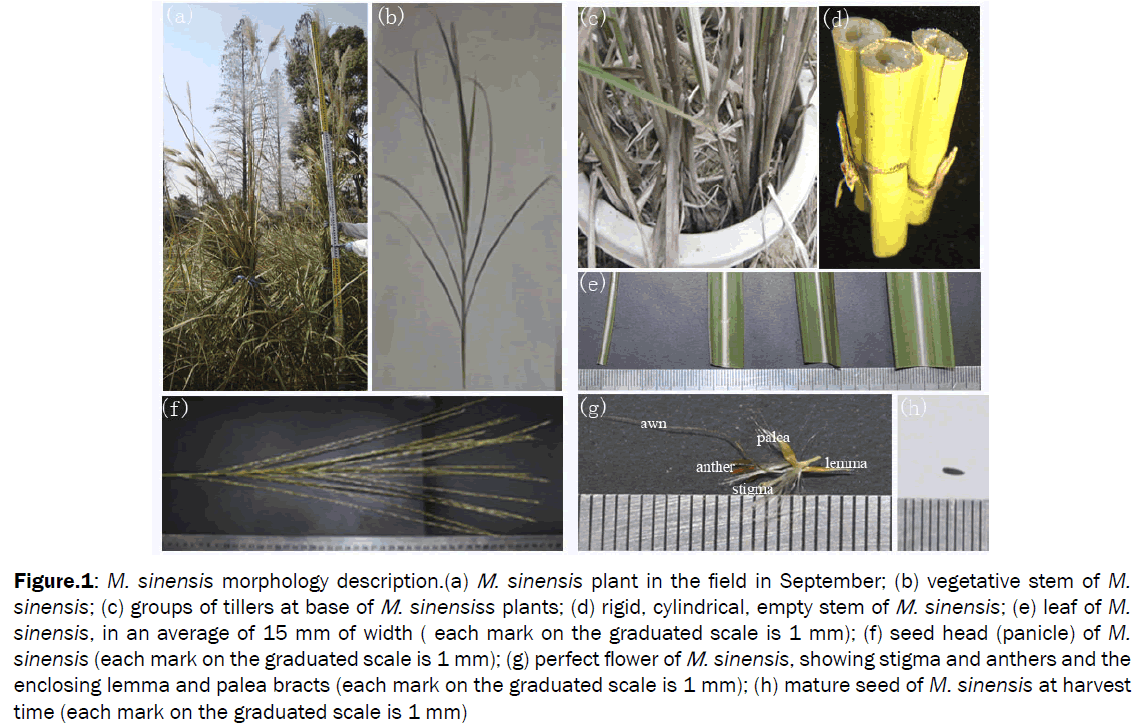 botanical-sciences-morphology-vegetative-stem
