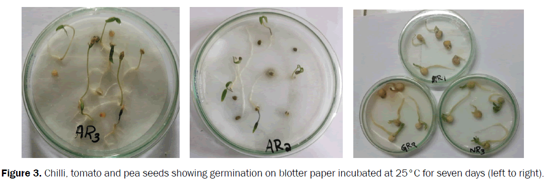 botanical-sciences-pea-seeds