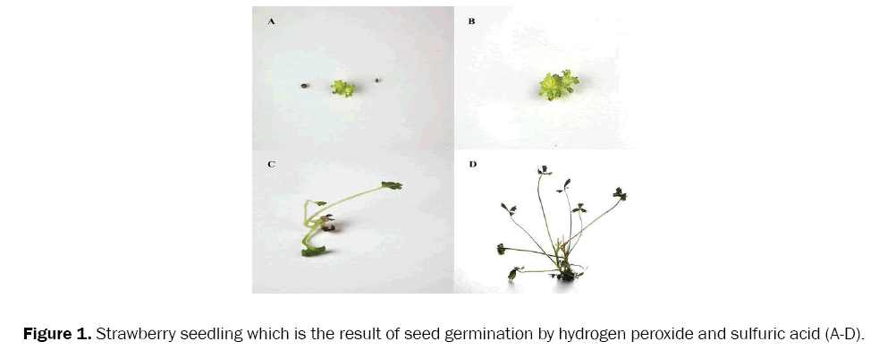 botanical-sciences-seed-germination