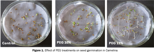seed-germination-Camelina