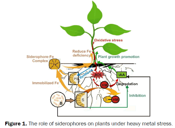 botanical-sciences-siderophores-plants-heavy